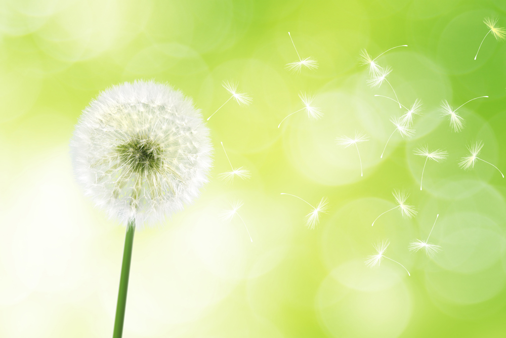 Pusteblume, Taraxacum als Sinnbild für die Allergiebehandlung in der Ganzheitlichen Naturheilpraxis Christina Kaiser, Stuttgart