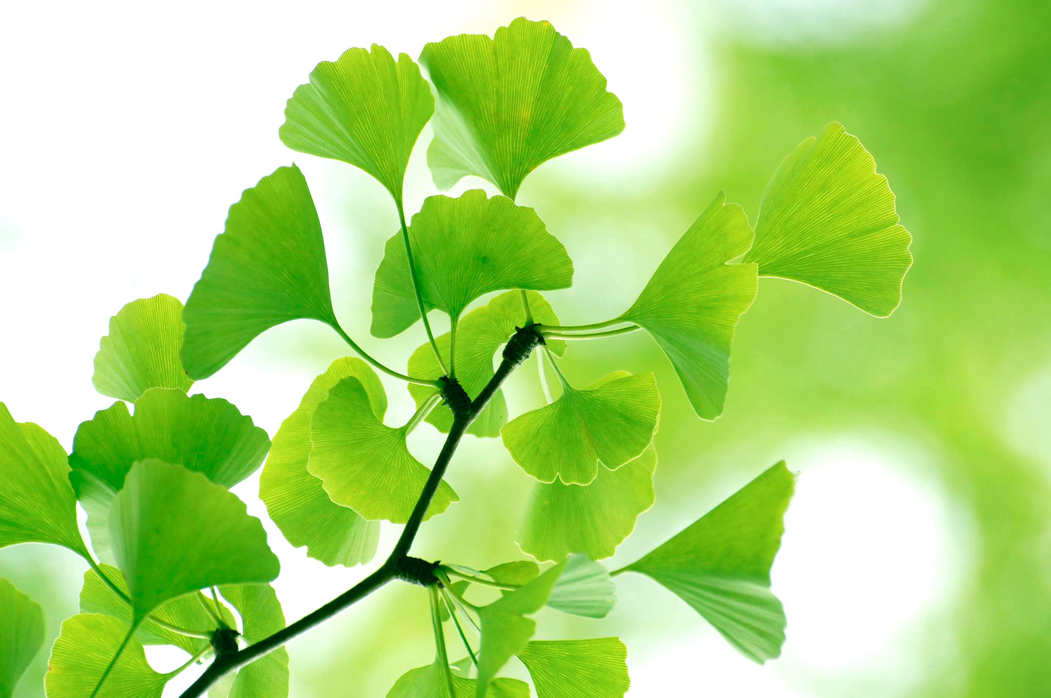 Gingkoblätter als Sinnbild für innere Balance und Wohlbefinden - Christina Kaiser Ganzheitliche Naturheilpraxis in Stuttgart